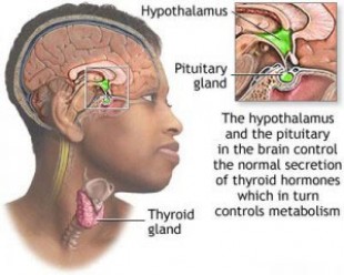 Thyroid Hair Loss