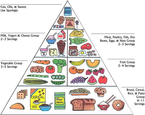 medexpressrx.comHow the food pyramid can guide medexpressrx.comHow the food pyramid can guide