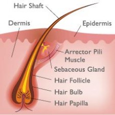 anatomi rambut