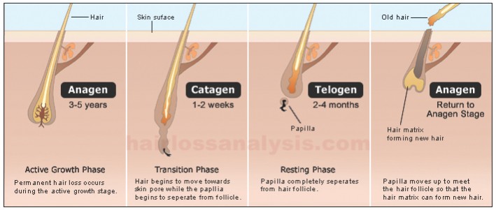 La perdita di capelli capisce lo sviluppo dei capelli per combattere la perdita di capelli