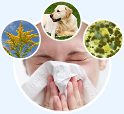Výsledek obrázku pro ALLERGIC
